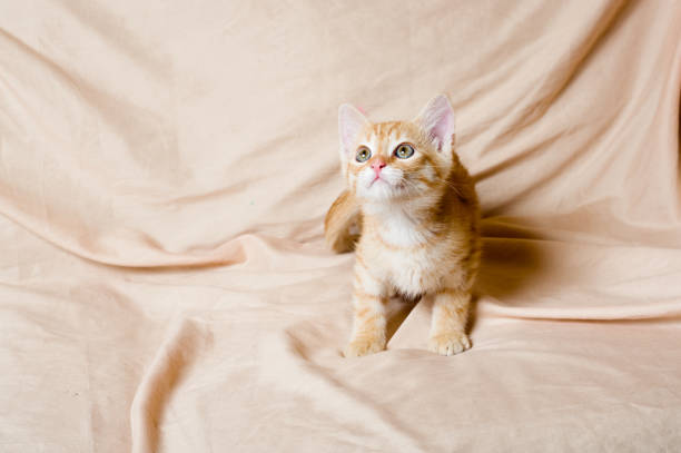 Ginger kitten light background indoors stock photo