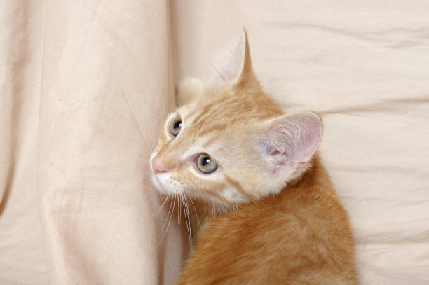 ginger kitten studio portrait close-up stock photo