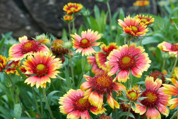 gaillardia pulchella - gaillardia pulchella foto e immagini stock