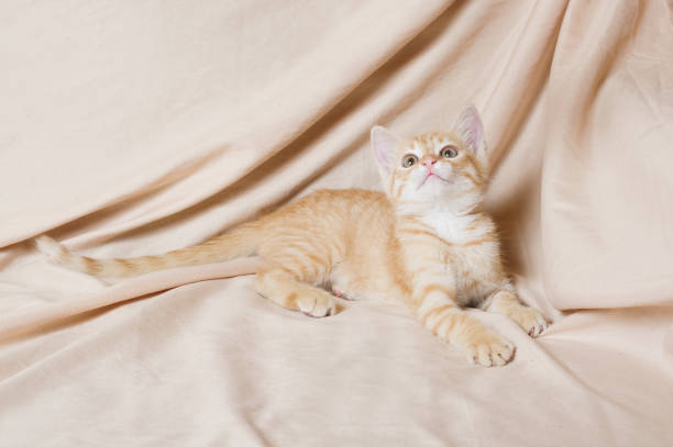 ginger kitten light background indoor stock photo