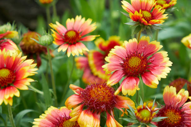 istock Gaillardia pulchella 1176804745