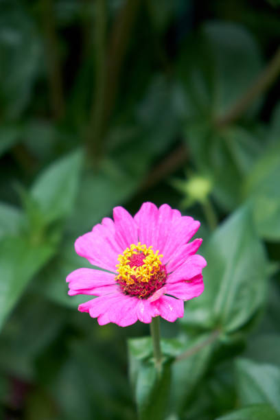 zinnia floreciendo - 16022 fotografías e imágenes de stock