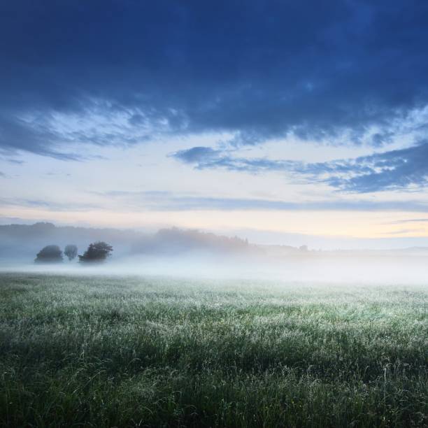 istock Green rural field covered with morning fog 1176805736