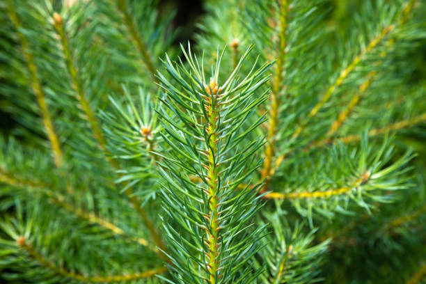 istock Green pine needles for Christmas decoration. 1176806472