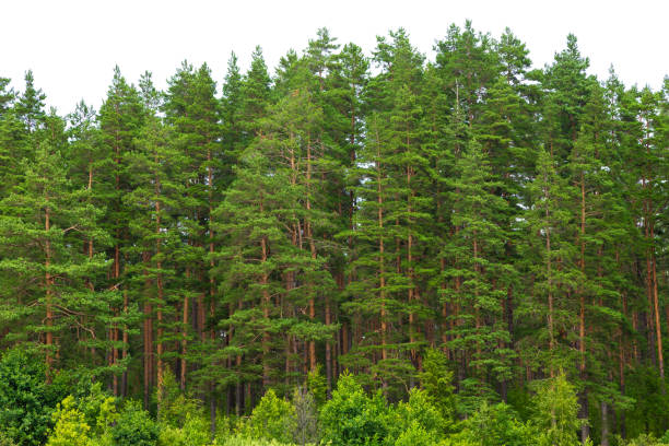 istock Summer green pine forest on the horizon with grass is isolated. 1176806477