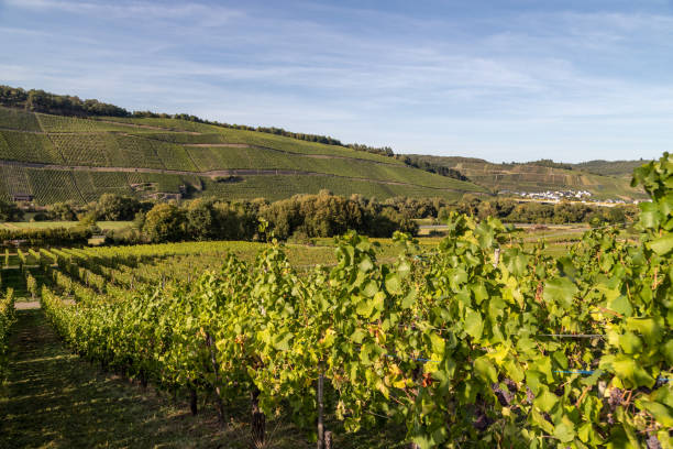 istock Vineyard in Brauneberg on the Moselle 1176806521