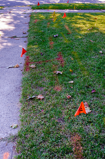 Phone and gas line markings and flags on a lawn next to a sidewalk.