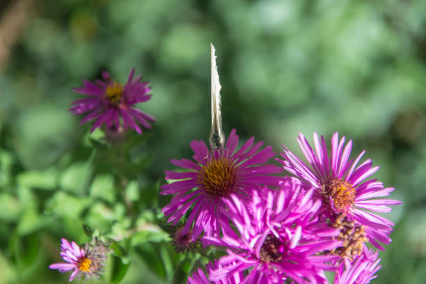 New England Aster (Symphyotrichum). Design element shot in studio
