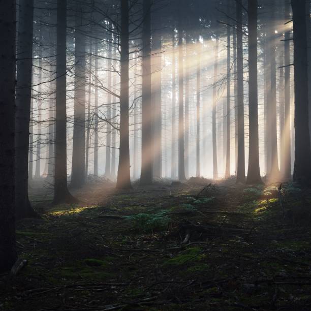 istock Tree silhouettes in a dark misty forest. Osnabruck, Germany 1176808516