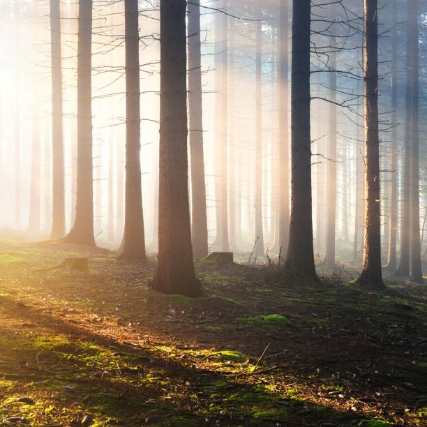 istock Tree silhouettes in a dark misty forest. Osnabruck, Germany 1176808532