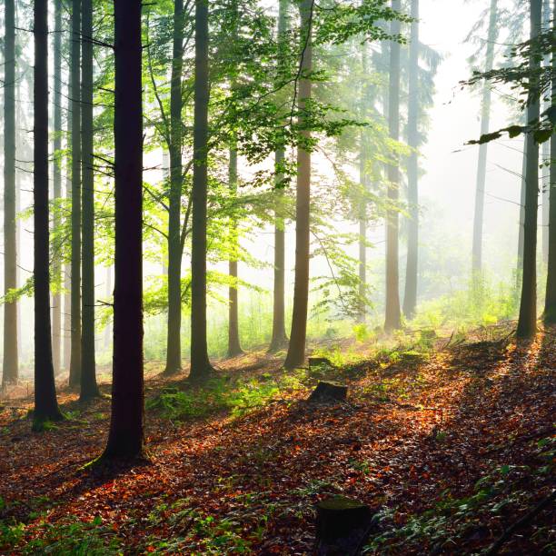 istock Tree silhouettes agains sun rays in a misty forest. Osnabruck, Germany 1176808549
