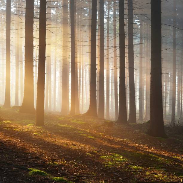 istock Tree silhouettes in a dark misty forest. Osnabruck, Germany 1176808559