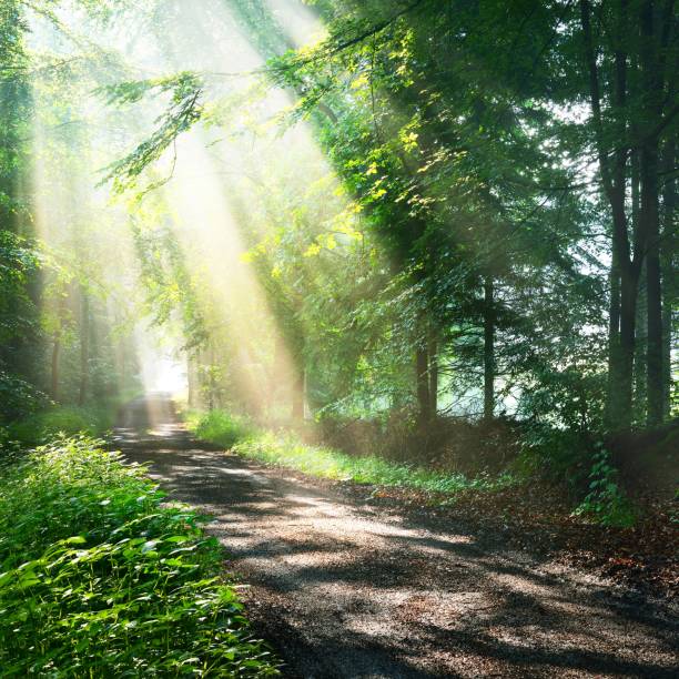 istock Forest road in a green foggy forest with sun rays in background. Osnabruck, Germany 1176808564