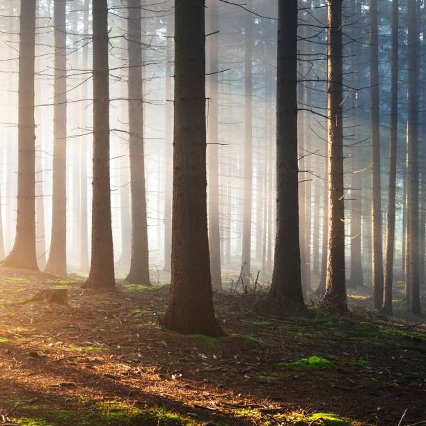 istock Tree silhouettes in a dark misty forest. Osnabruck, Germany 1176808565