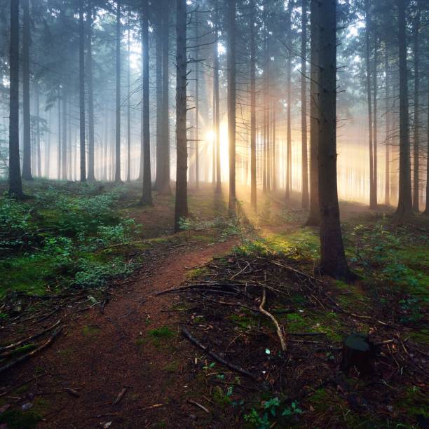 istock Overgrown path in a dark misty forest with sun rays. Osnabruck, Germany 1176808688