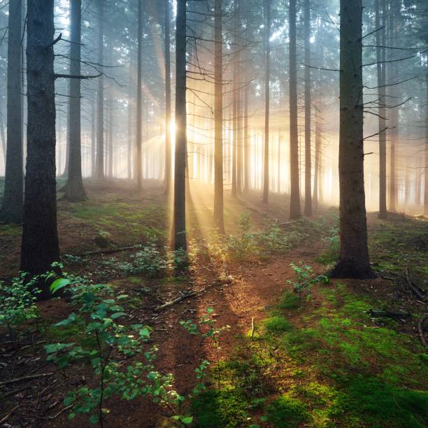 istock Sun rays in a dark misty forest. Osnabruck, Gemany 1176808691