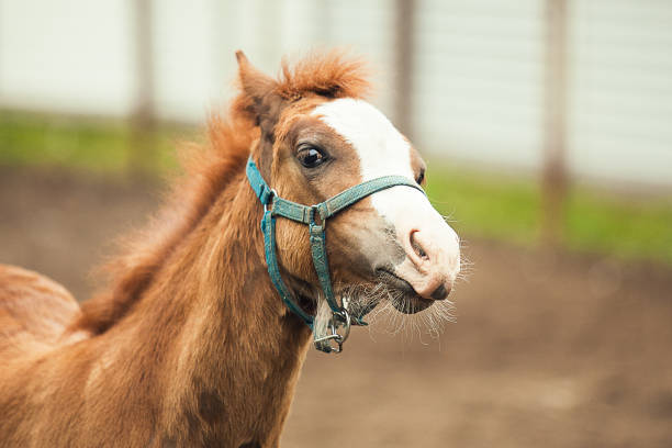 istock Portrait of a brown foal 1176810223