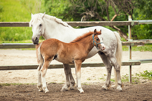 Brown foal and white horse are staying together at the farm