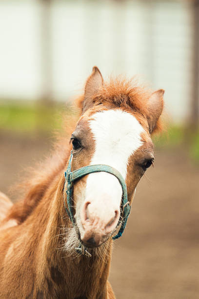 istock Portrait of a brown foal 1176810257