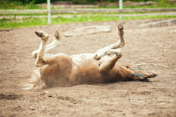 istock Portrait of brown foal 1176810258