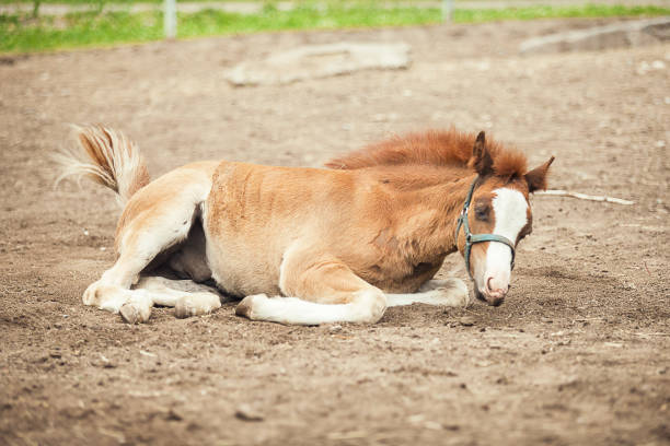 istock Portrait of brown foal 1176810290