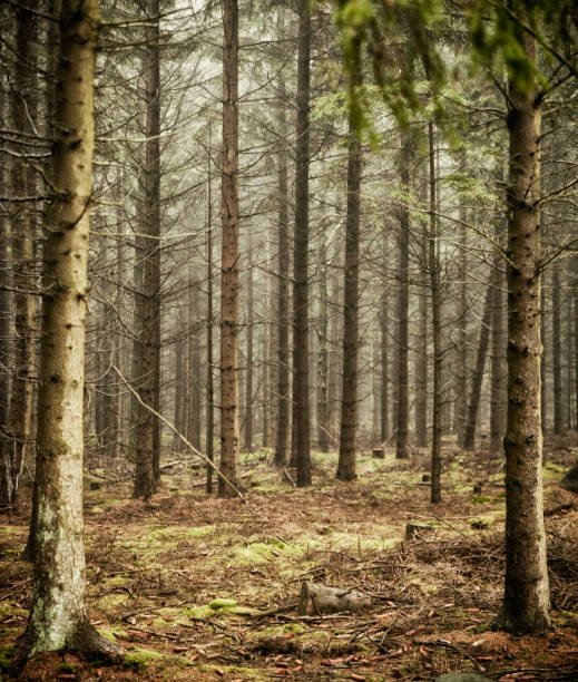 istock Winter Forest on Bornholm - Scandinavia. 1176810320