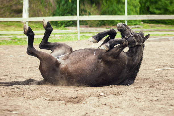 istock Portrait of the black horse 1176810321