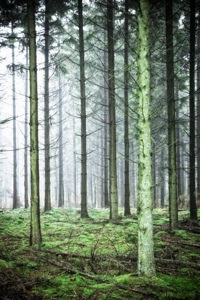 istock Winter Forest on Bornholm - Scandinavia. 1176810386