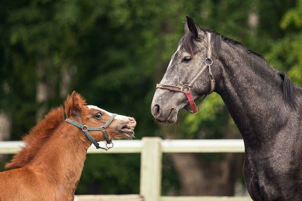istock Brown foal and black horse 1176810508