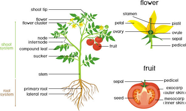 części rośliny. morfologia pomidorów z zielonymi liśćmi, czerwonymi owocami, żółtymi kwiatami i systemem korzeniowym izolowanym na białym tle z tytułami - flower anatomy stock illustrations