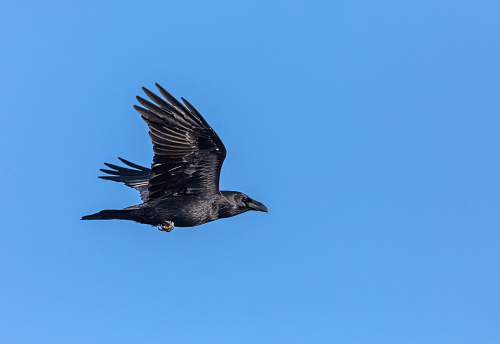 Flying common raven against a blue sky.