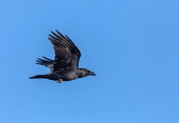 Flying common raven Flying common raven against a blue sky. crow bird photos stock pictures, royalty-free photos & images