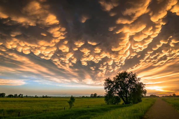 el árbol solitario debajo de las coloridas nubes de mammatus en la parte posterior de una tormenta severa - summer solitary tree environment spring fotografías e imágenes de stock