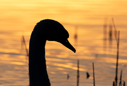 Silhouette of the head of a mute swan. In the background we see the sunset reflections on the surface of a lake.