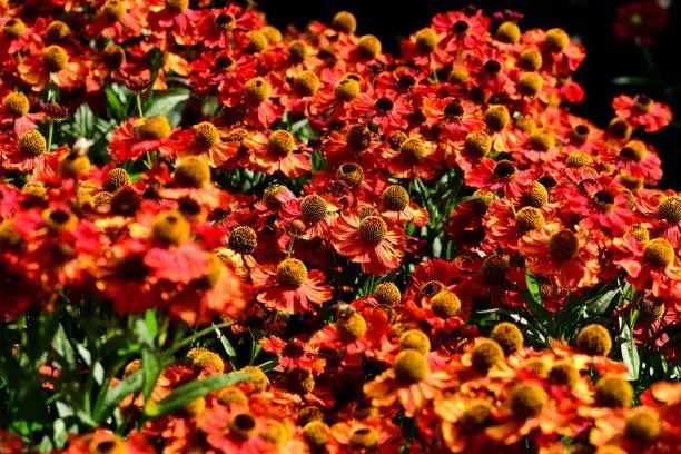 A cluster of orange flower heads of Helenium Moerheim Beauty.