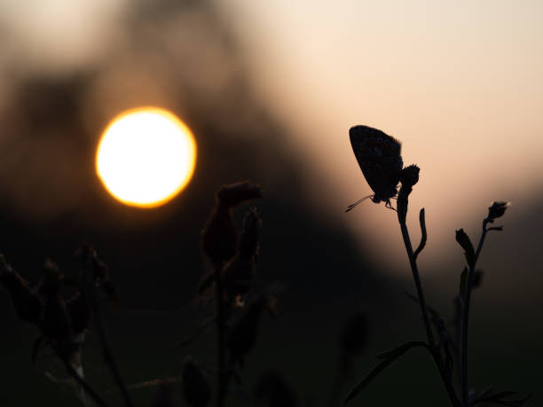istock Common blue butterfly (Polyommatus icarus) sleeping at sunrise in early morning 1176813378