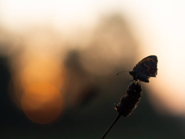 istock Small heath butterfly (Coenonympha pamphilus) sleeping at sunrise 1176813403