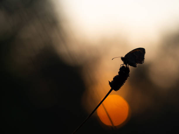 istock Small heath butterfly (Coenonympha pamphilus) sleeping at sunrise 1176813444