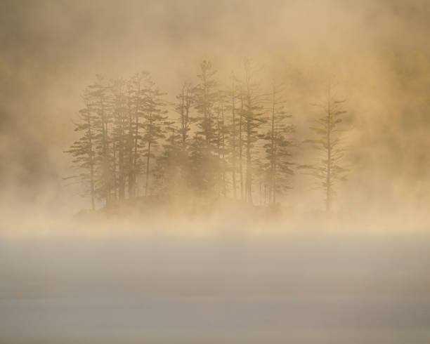 istock Trees in Glowing Fog 1176813753