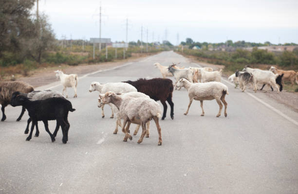 istock sheep animal asphalt road background 1176814097