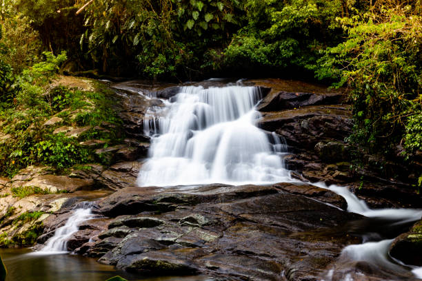 pedra branca waterfall, paraty, rio de janeiro, brésil. - green woods forest southern brazil photos et images de collection