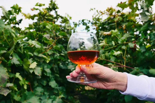 Cognac in a glass on the background of a grape garden outdoor. Girl holds a cognac glass in the grape fields background. Alcohol tasting. Snifter with alcohol on grapevine background.