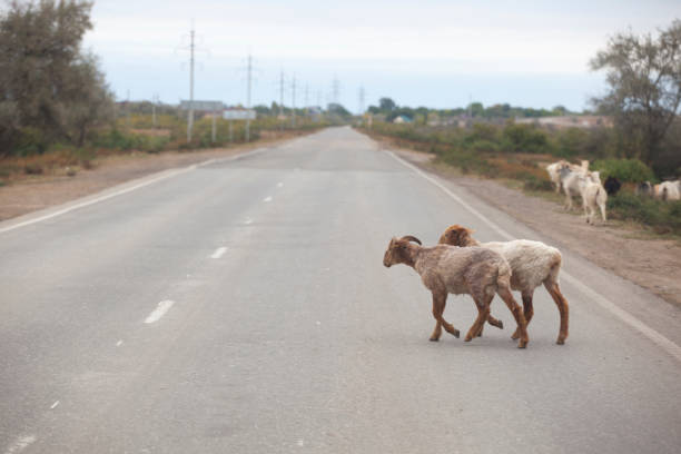 sheep animal asphalt road background