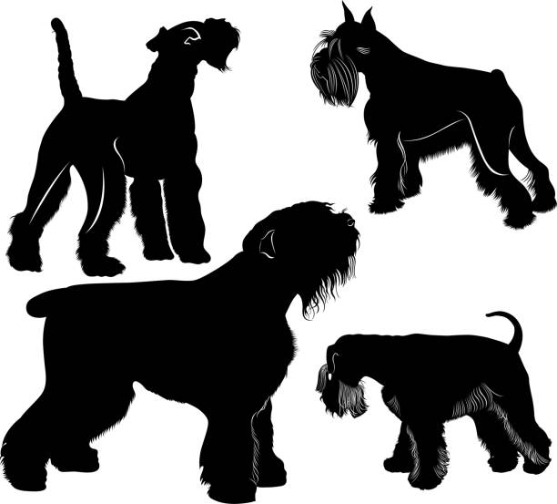 vector schnauzers and fox terrier dogs collection. Vector dogs set