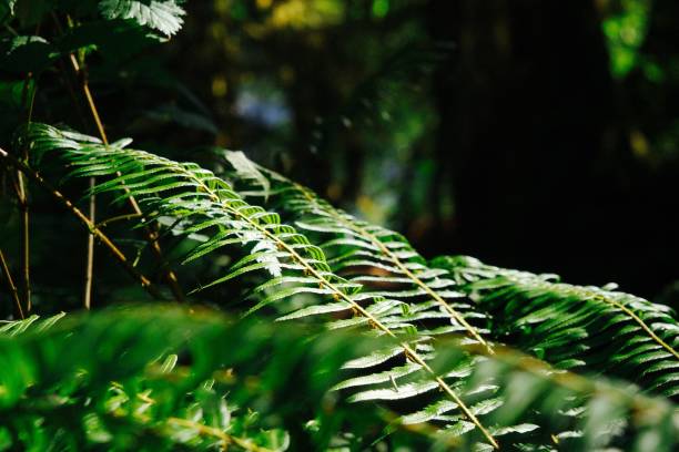 istock Lush green fern foliage 1176816284