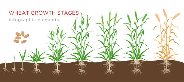 weizenwachstum stadien von samen zu reifen pflanze infografik elemente isoliert auf weißem hintergrund. weizenanbau vektor-illustration in flachem design. - grass family grass white background isolated stock-grafiken, -clipart, -cartoons und -symbole