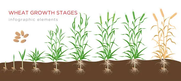 Vector illustration of Wheat growth stages from seed to ripe plant infographic elements isolated on white background. Wheat growing vector illustration in flat design.