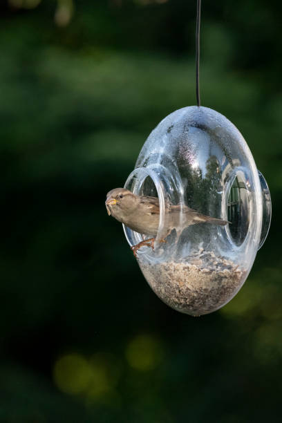 istock House sparrow perching inside a transparent glass bird feeder looking out 1176817684
