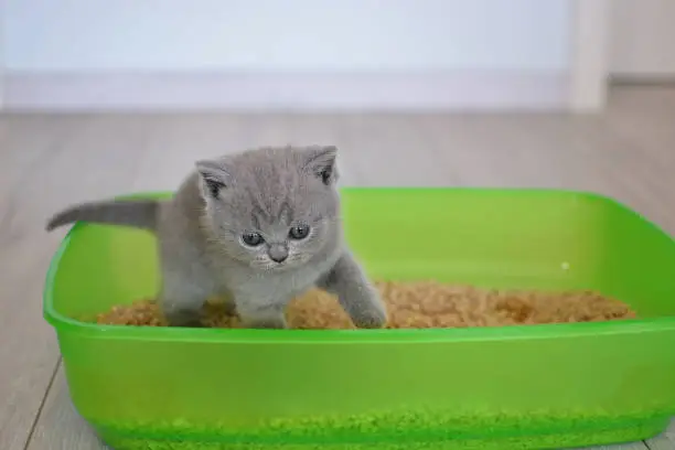 British shorthair blue kitten in green plastic toilet tray box with litter.