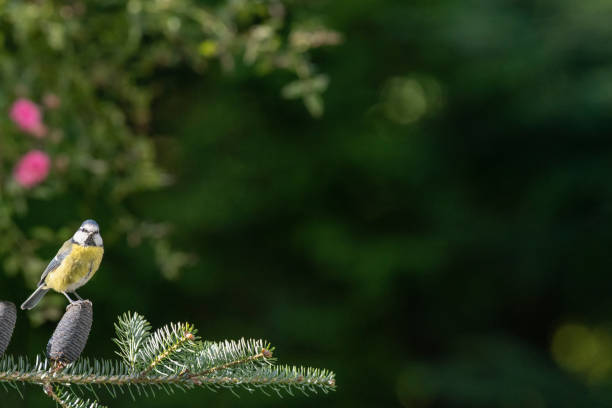 An Eurasian blue tit (Cyanistes caeruleus) is perching on a cone of Norwegian spruce tree branch on a sunny day in my front yard in late summer or early fall. The bird is looking towards the camera. Both eyes are sharp. The image was made with a full frame camera (and a fast 300 mm prime lens) and has been cropped slightly. The depth of field is shallow. The background is blurred.